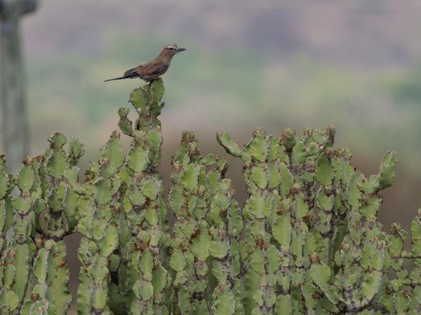 <h3><a href="/trips/tanzania/biota/animalia/chordata/aves/037 coraciiformes/001 coraciidae/coracias naevius/coracias naevius-nl.html">Coracias&nbsp;naevius</a> / Purple&nbsp;roller / Roodkruinscharrelaar</h3>OM-1 Mark II met OLYMPUS M.150-400mm F4.5 TC, 1/2000 sec  bij F5.6, ISO 800, afstand 44.9&nbsp;m
